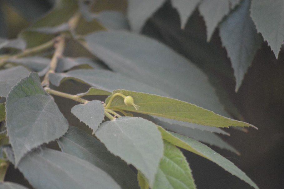 Celtis australis дерево