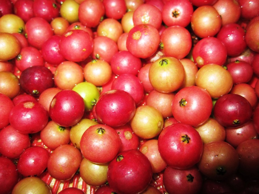 Cherry with Cuttings