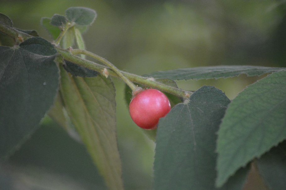 Cordia subcordata