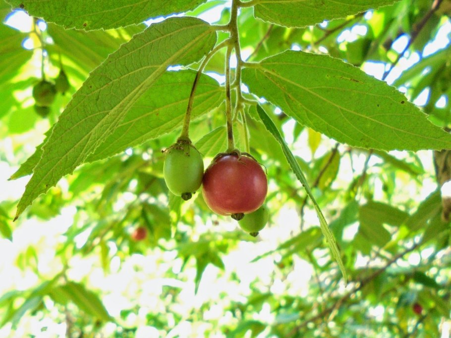 Панамская вишня