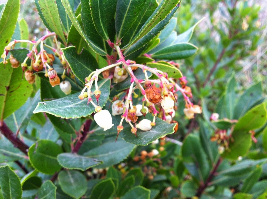 Arbutus unedo