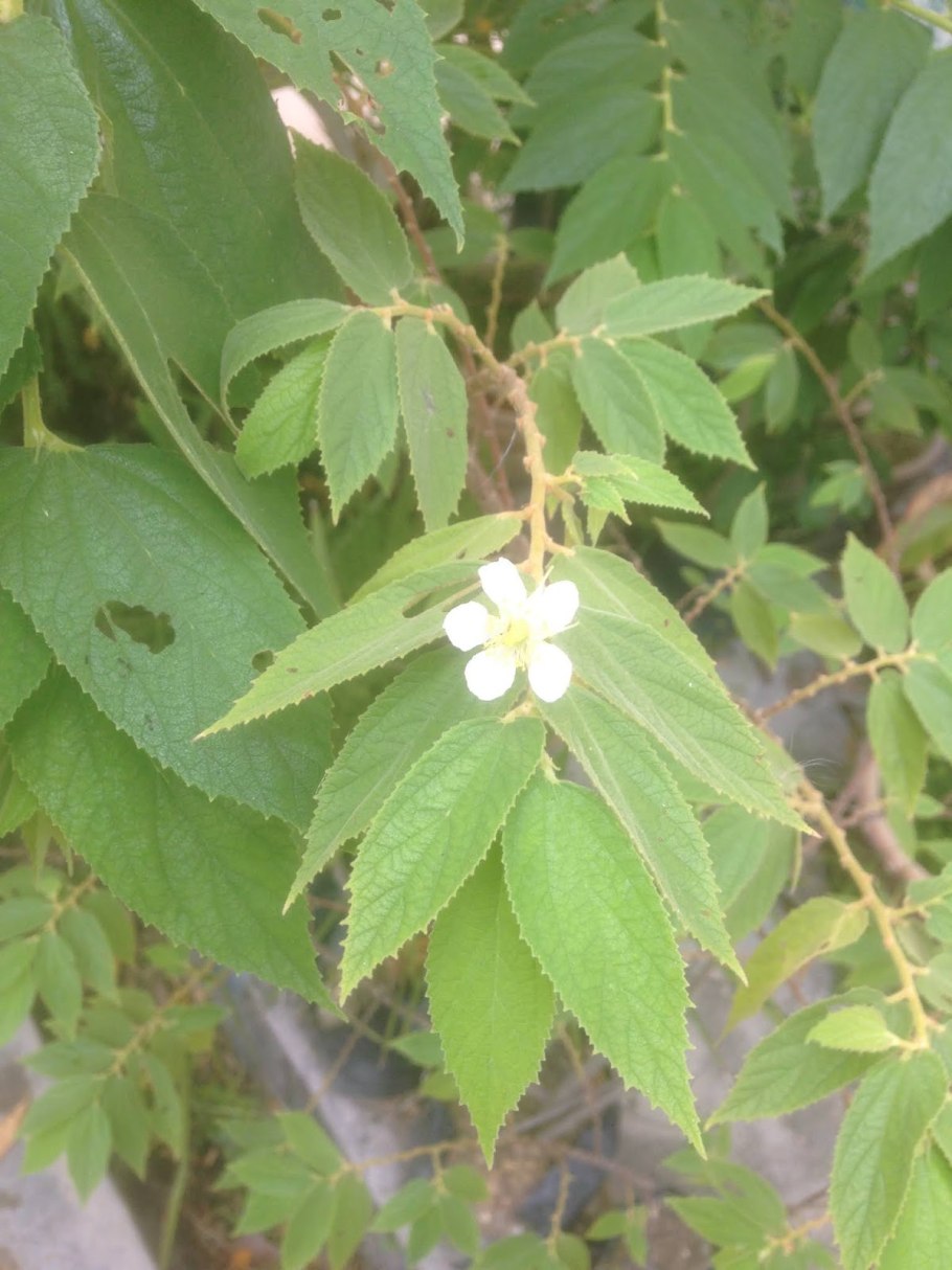 Мунтингия калабура