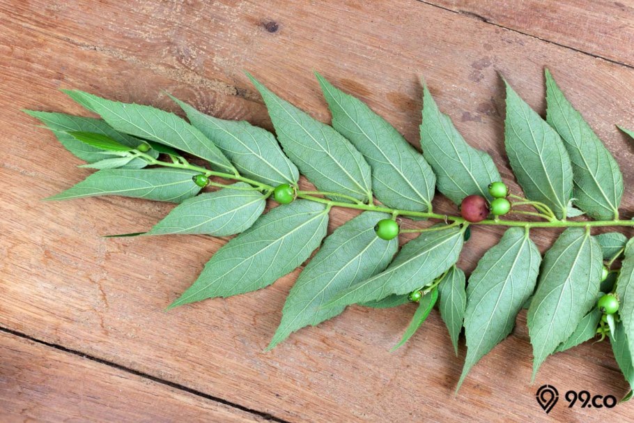 Ziziphus spina-christi