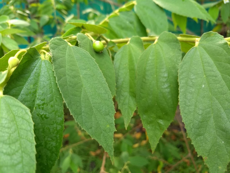 _ARATILES_Muntingia_calabura_Bulacanfvf