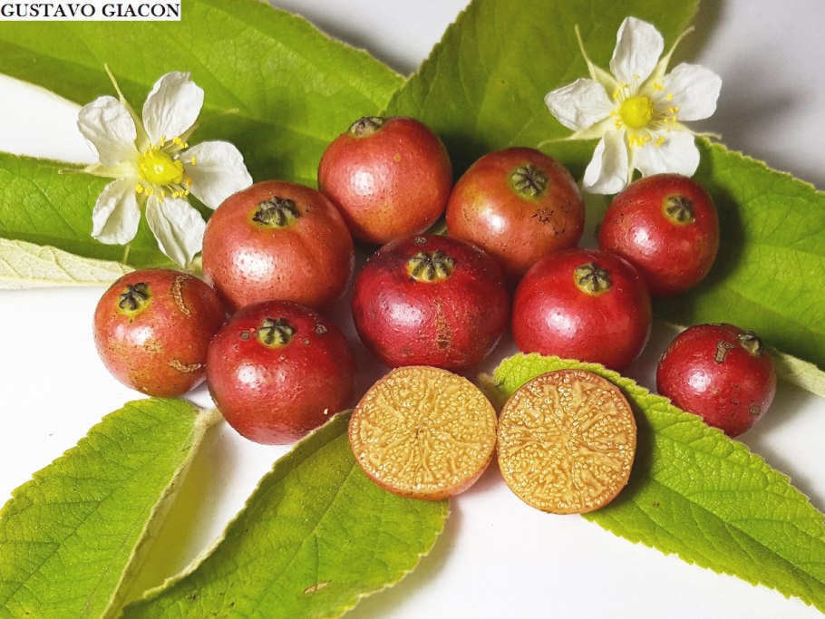 Мунтингиевые