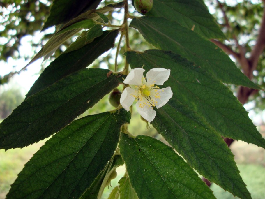 Мунтингия фрукт