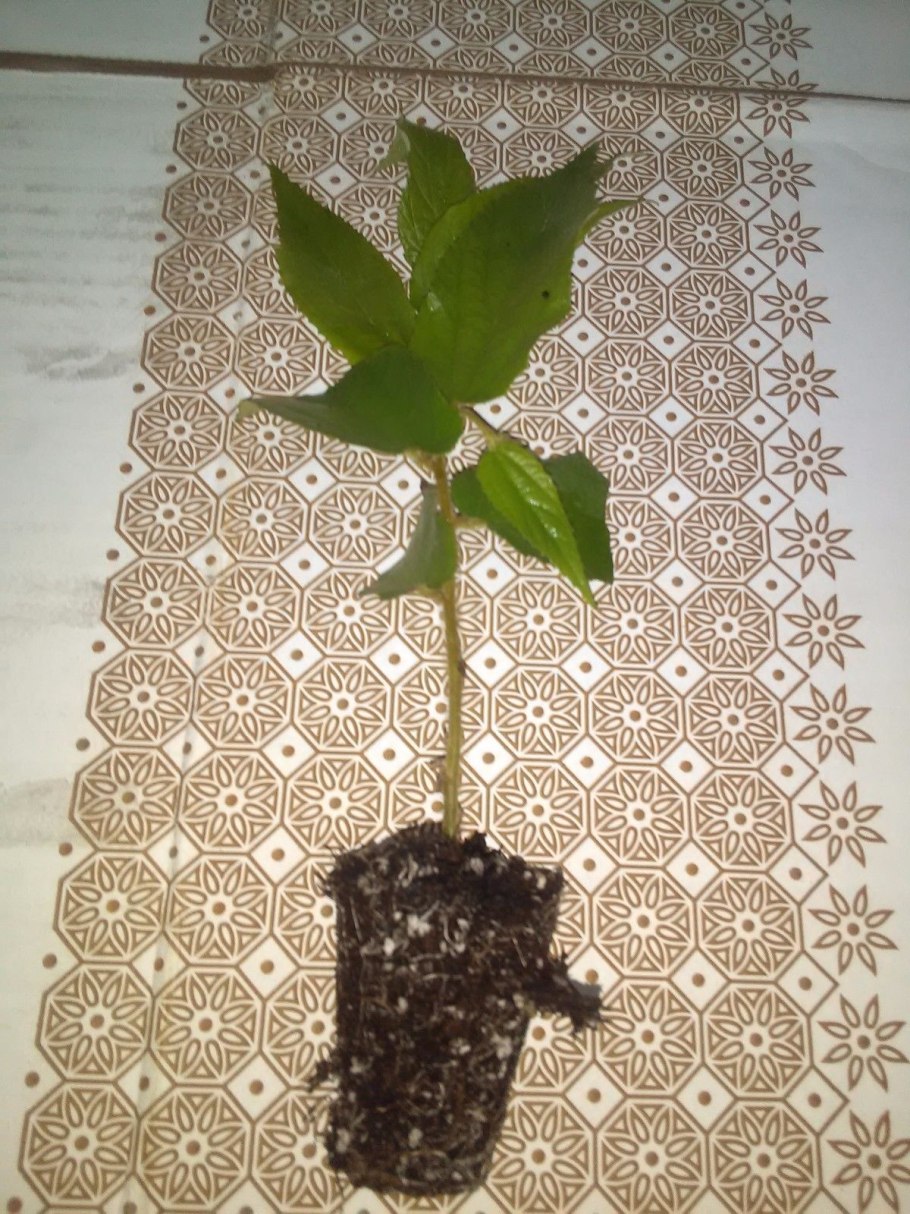 Muntingia calabura seedling