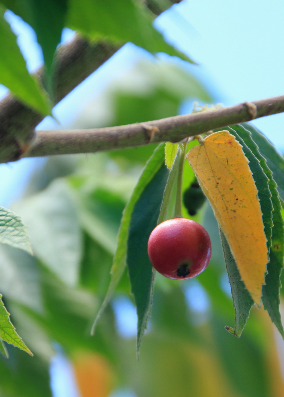 Fruit tree