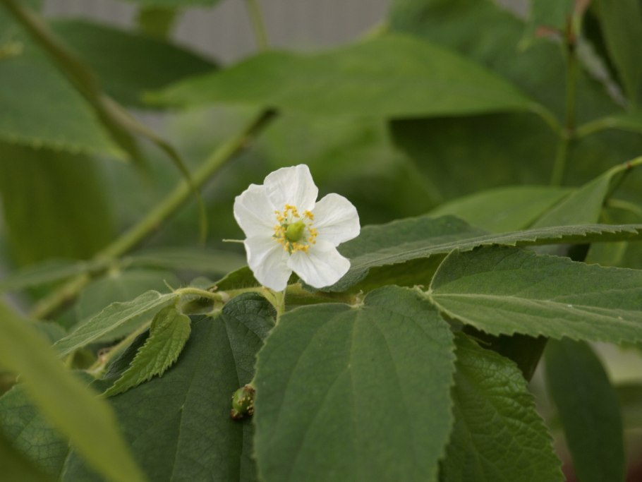 Muntingia calabura фрукт
