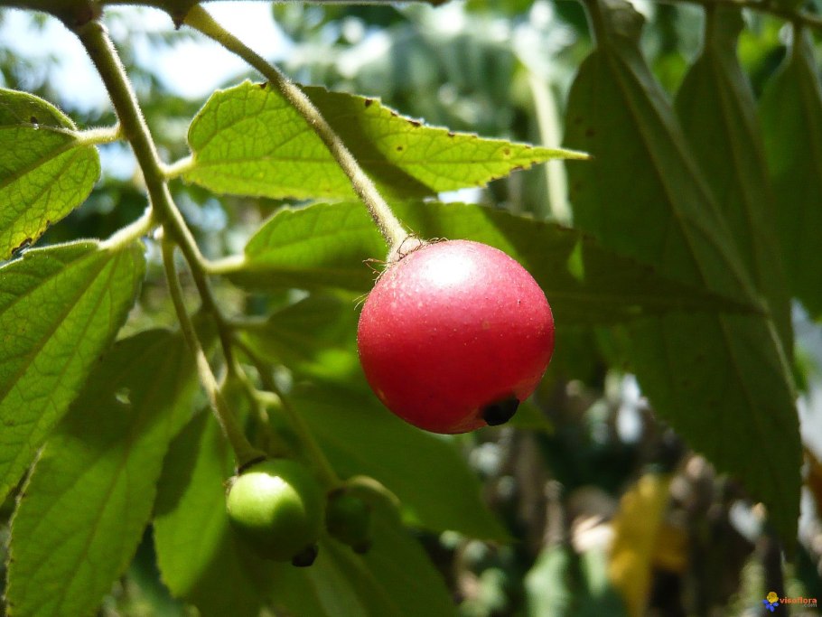 Muntingia calabura