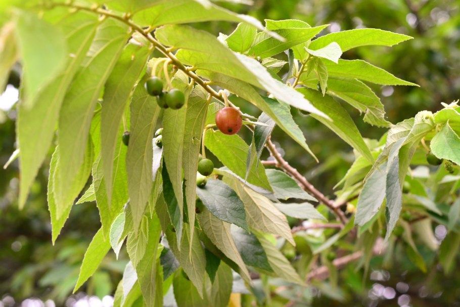 Панамская вишня