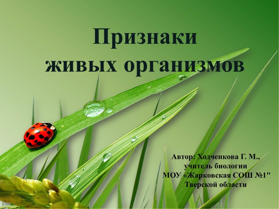 Корни дерева в земле