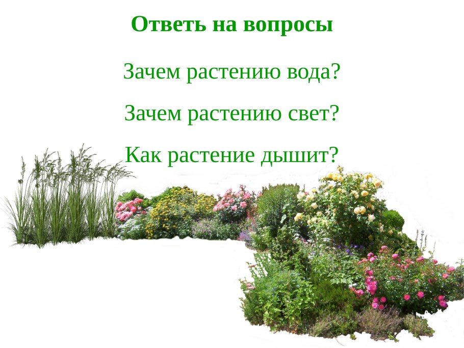 Семена в природе