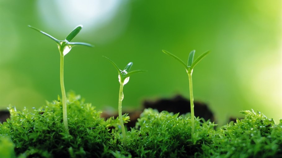 Почему растения живые