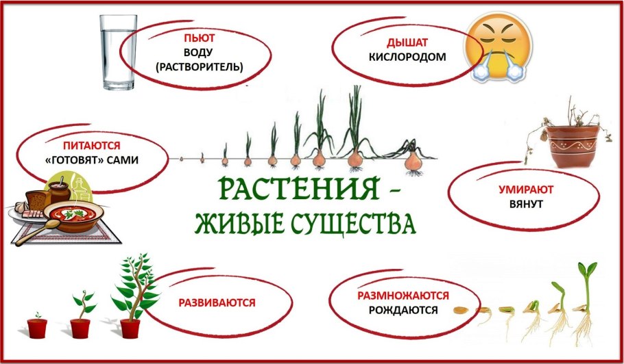 Растение живой организм доклад