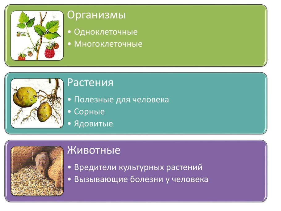 Презентация на тему луг