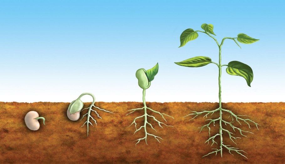 Экологические живые растения