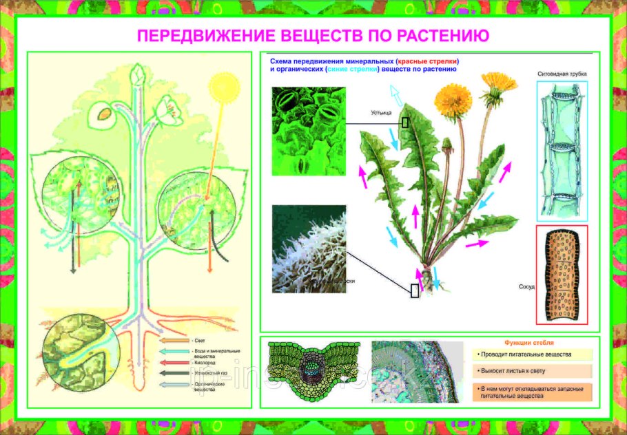 Царство растений 5 класс биология Пасечник