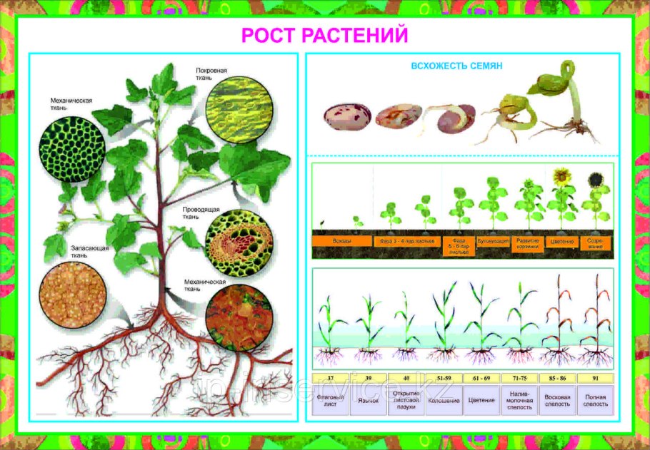 Экологический урок