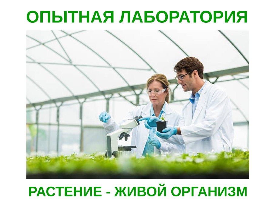 Организм как единое целое