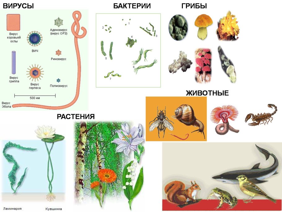 Биология наука