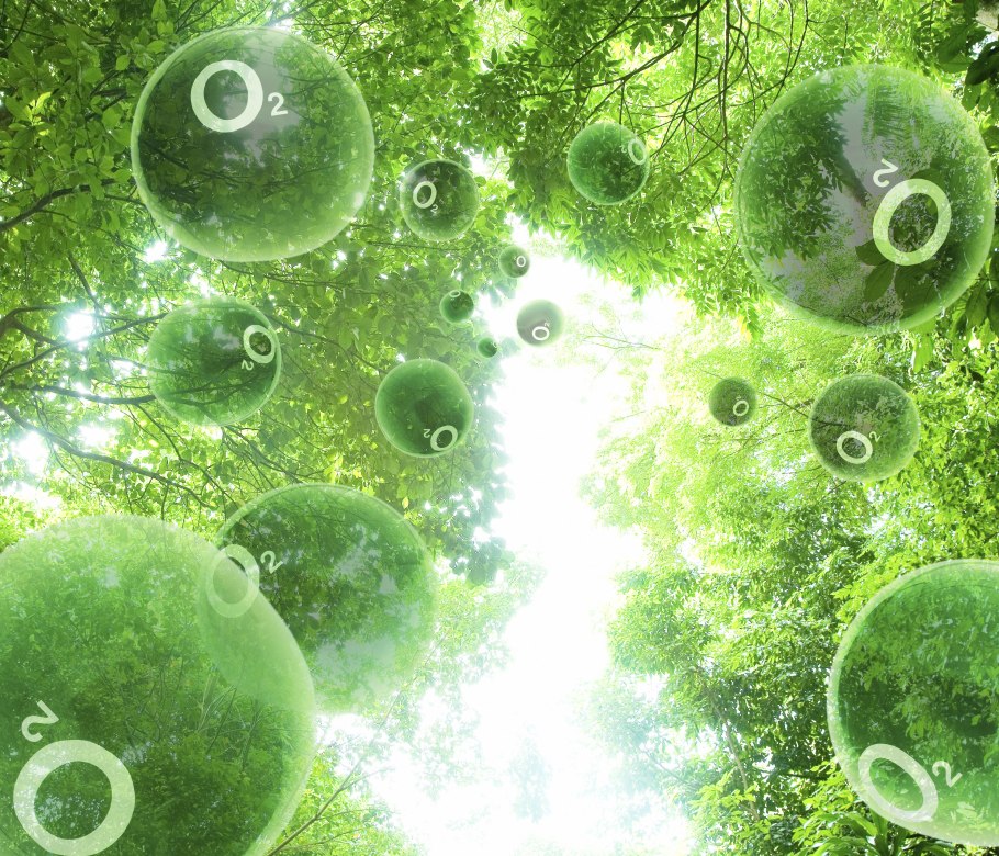 Царства живой природы схема