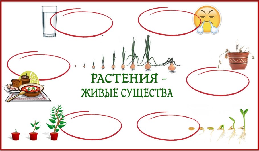 Роль зеленых растений на нашей планете