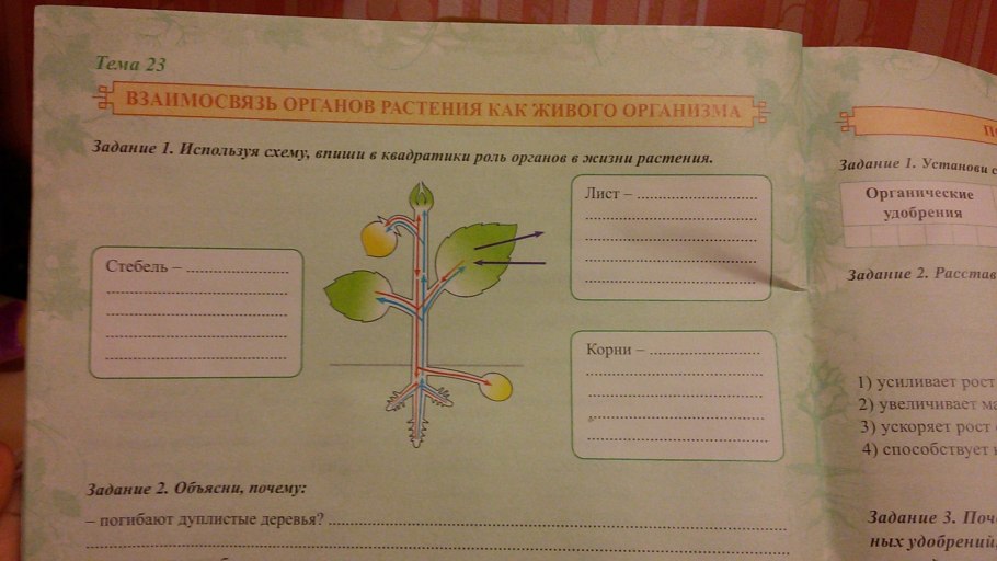 Генеративные органы покрытосеменных растений схема