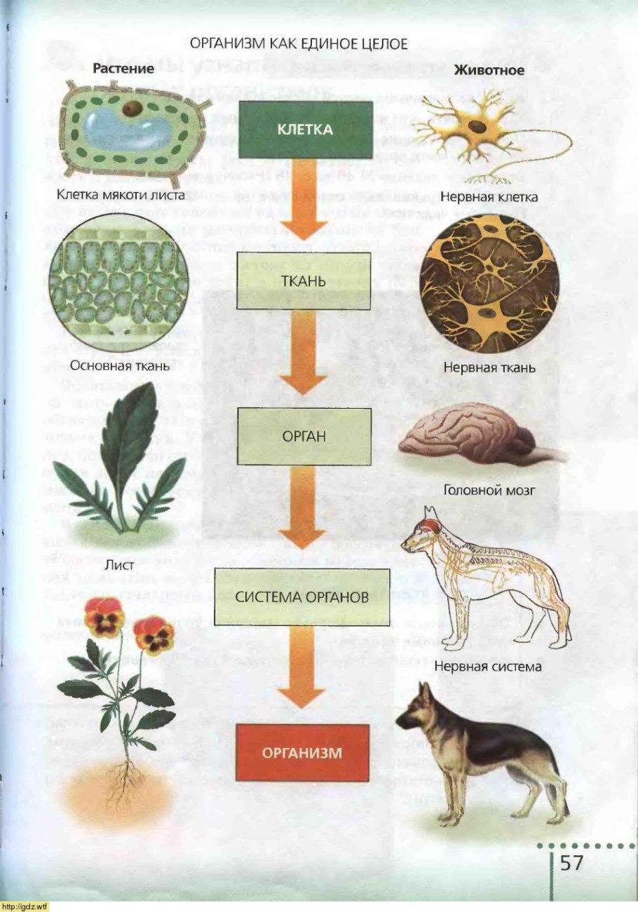 Живая и неживая природа