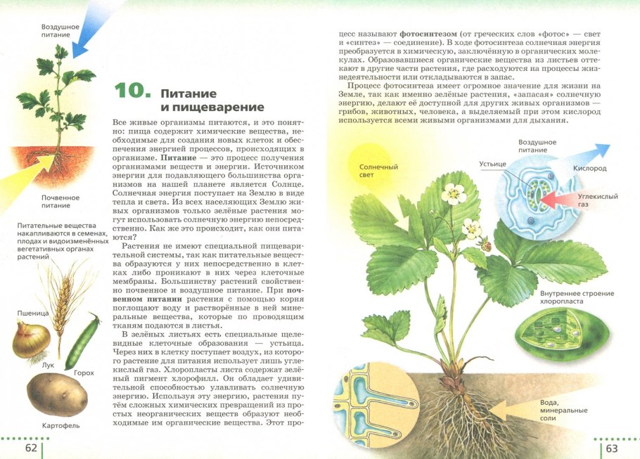 Интеллект карта по биологии размножение