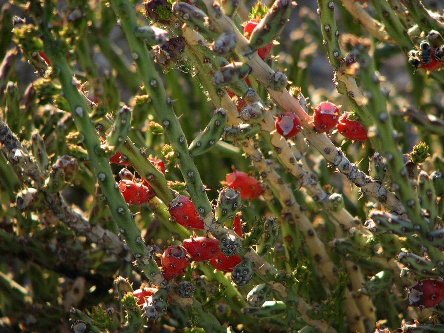 Неяснореберник тонкостебельный