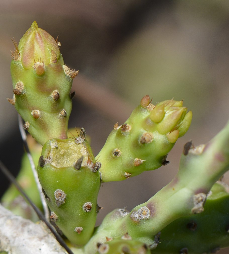 Opuntia leptocaulis