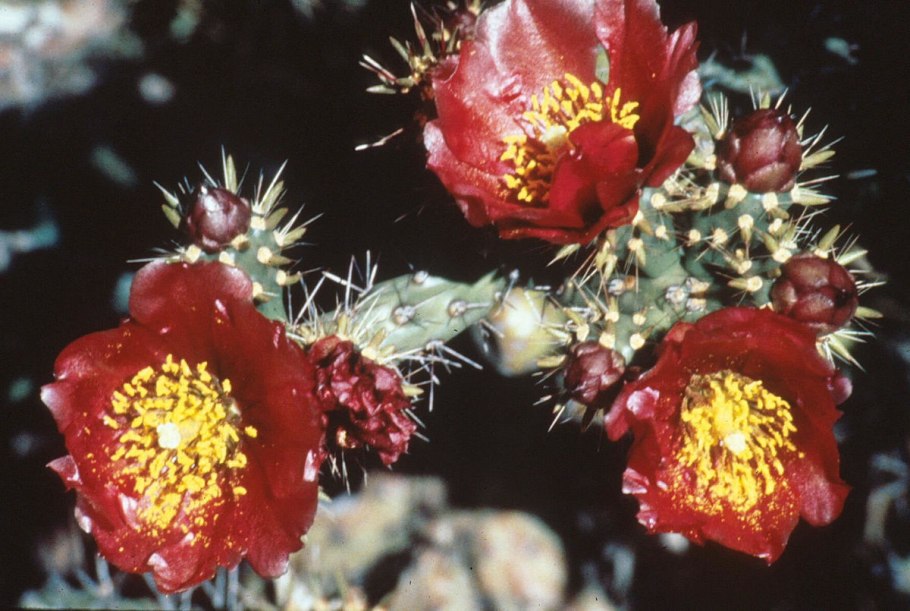 Цилиндропунция сверкающая