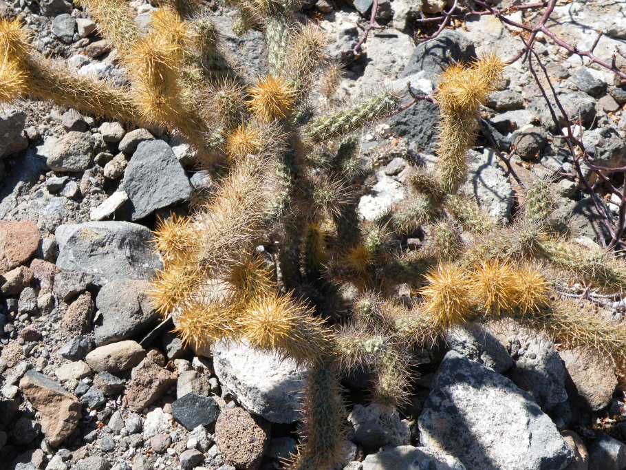 Cylindropuntia rosea
