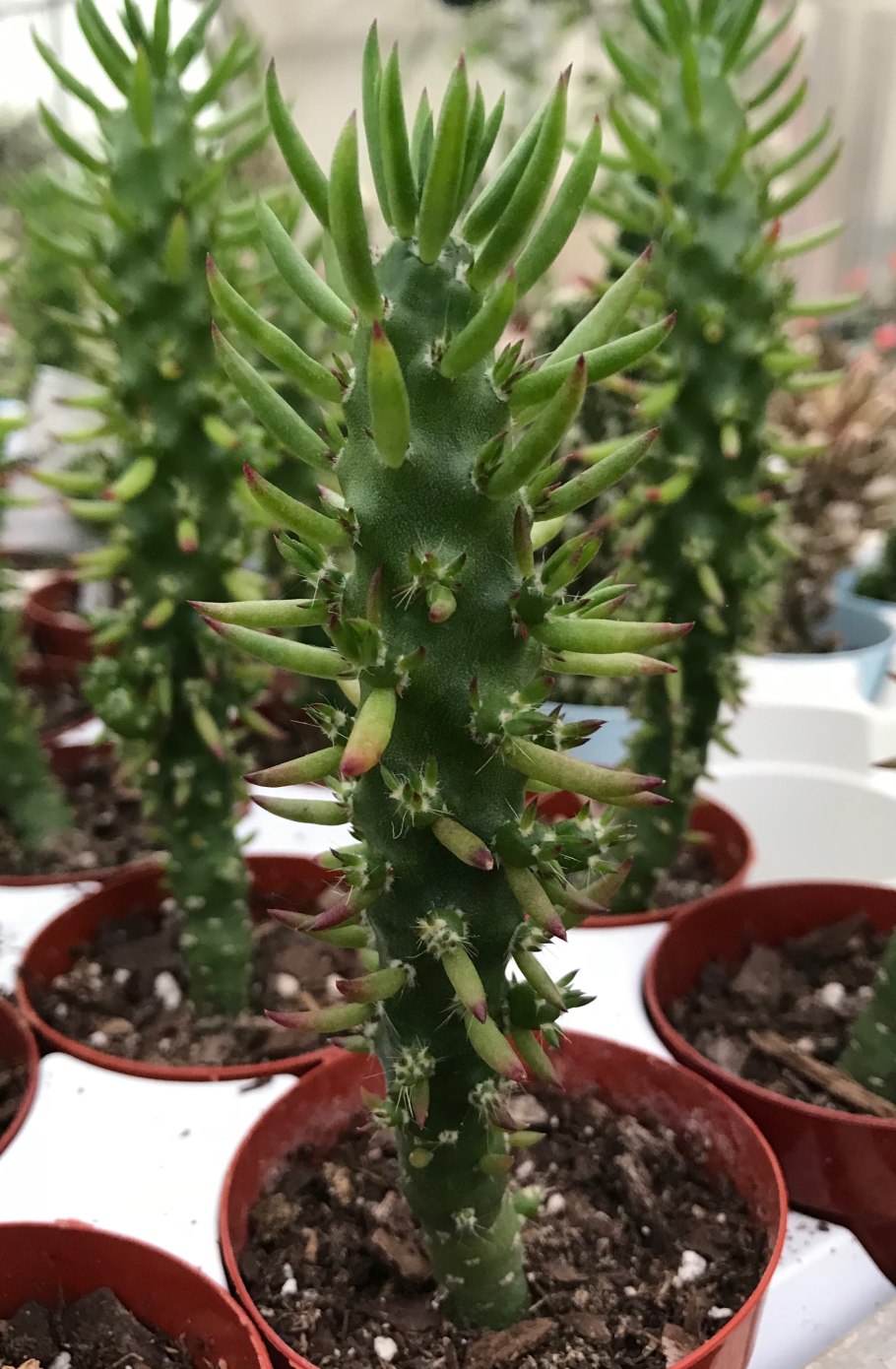 Цилиндроопунция блестящая