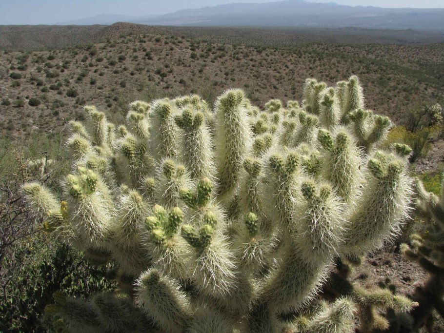 Cylindropuntia pachypus