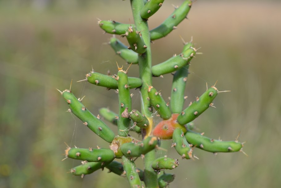 Cylindropuntia versicolor