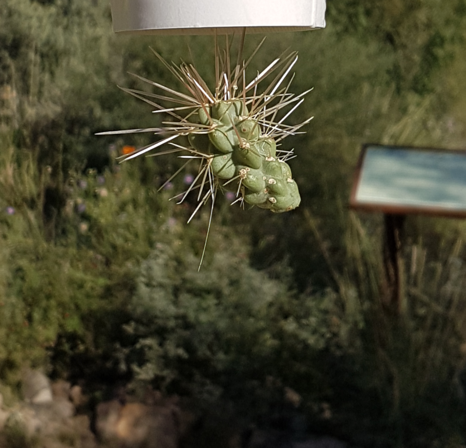 Cylindropuntia fulgida
