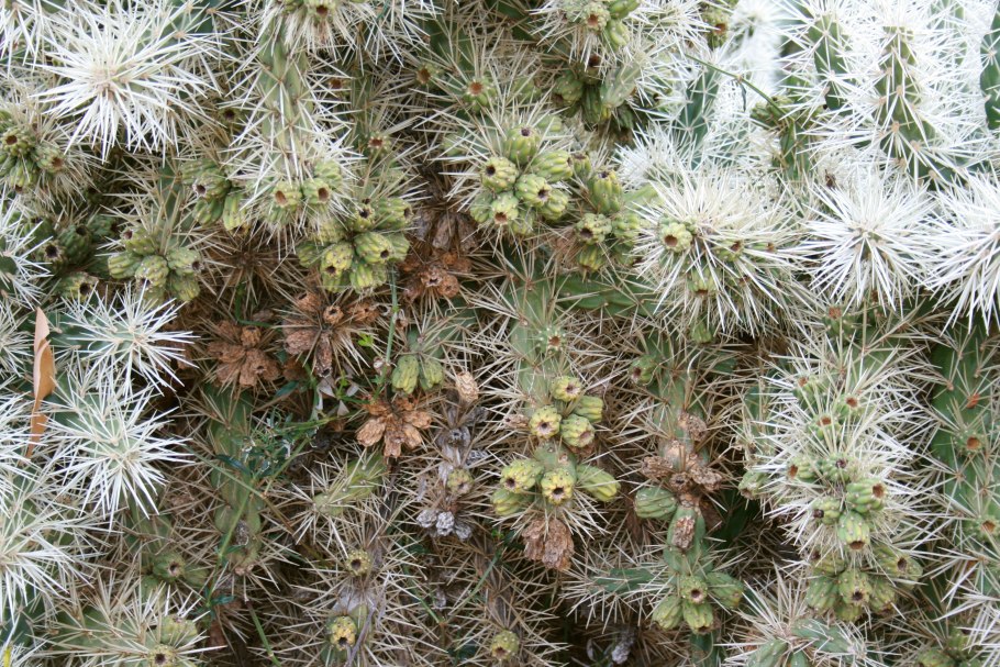 Cylindropuntia viridiflora
