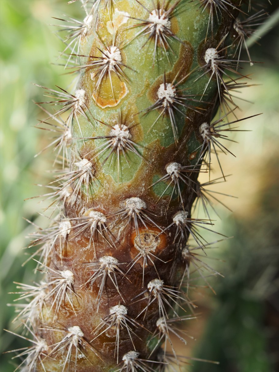 Cylindropuntia echinocarpa
