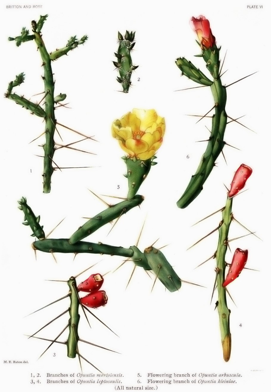 Opuntia leptocaulis