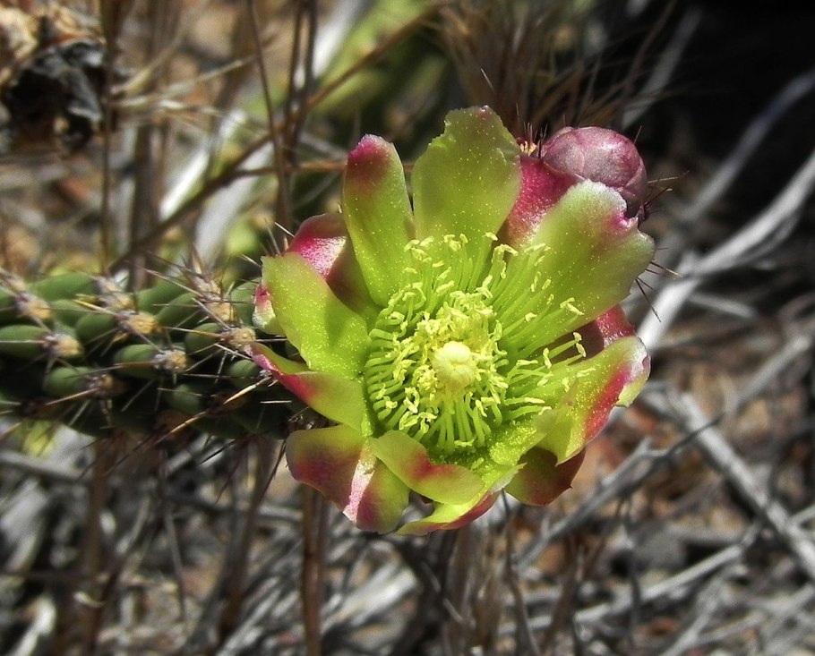 Кактус калифорнийский cylindropuntia californica