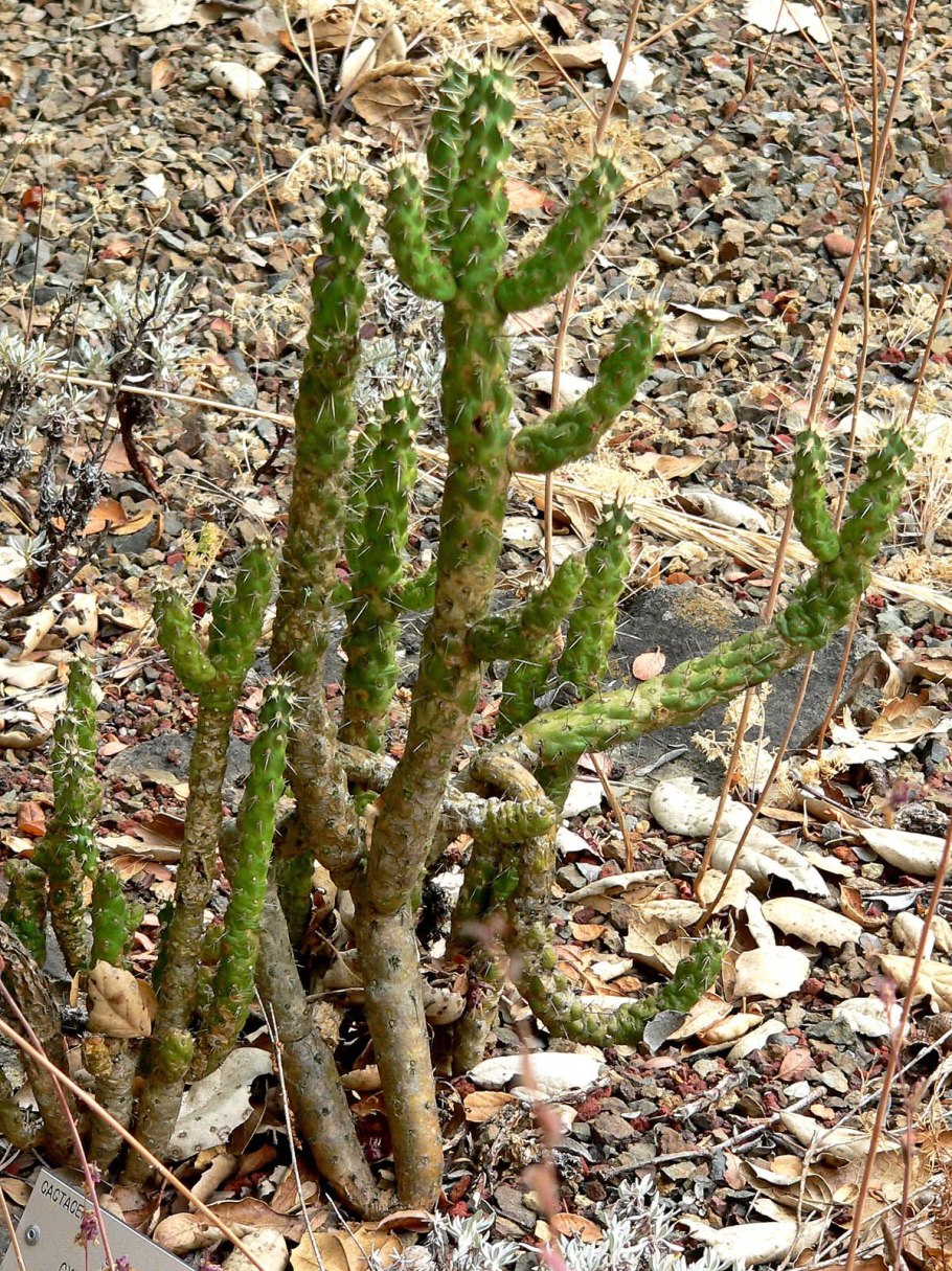 Austrocylindropuntia subulata