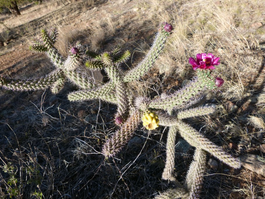 Cylindropuntia spinosior