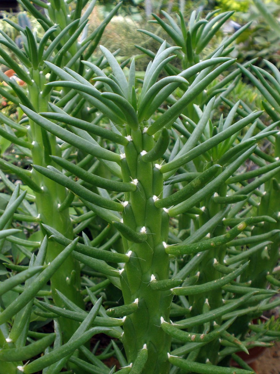Cylindropuntia versicolor