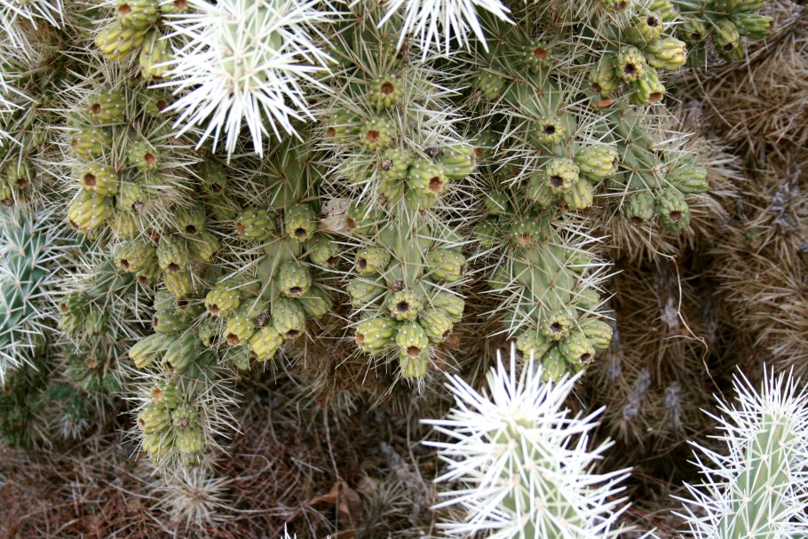 Cylindropuntia bigelovii