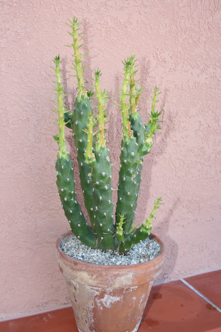 Cylindropuntia imbricata