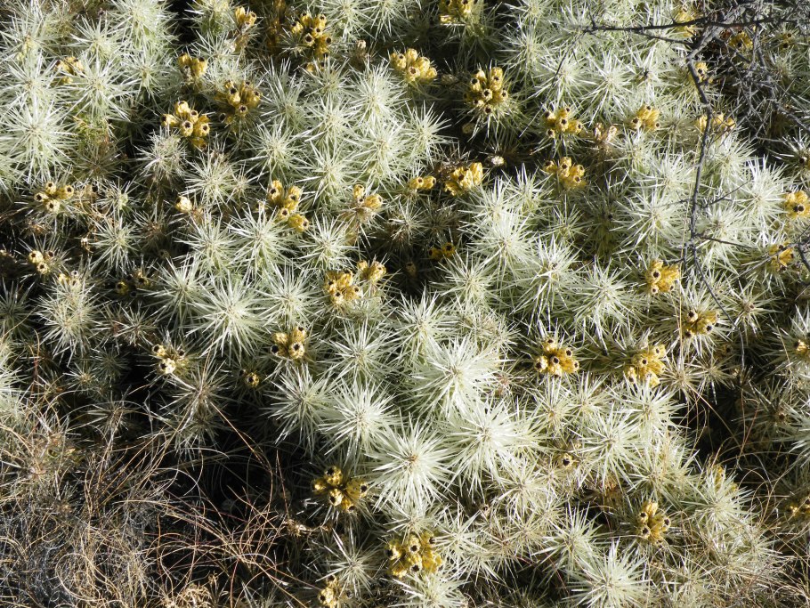 Cylindropuntia tunicata