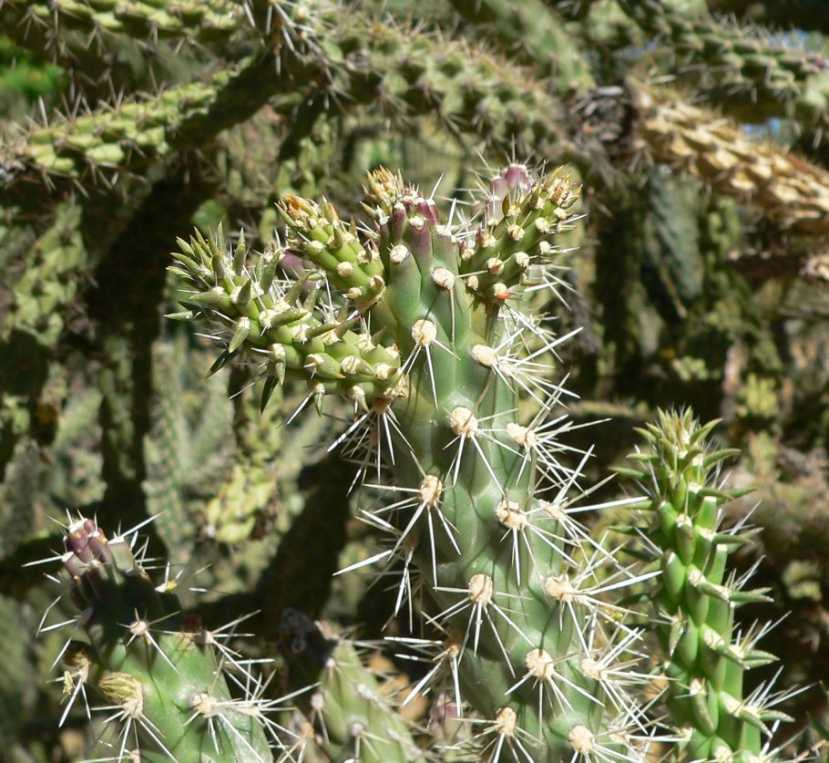 Opuntia fulgida