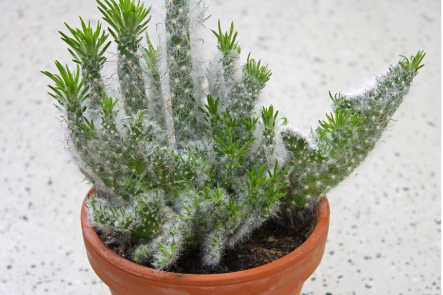 Суккулент аустроцилиндропунция шиловидная